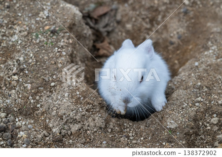Okunoshima, a paradise for rabbits 138372902