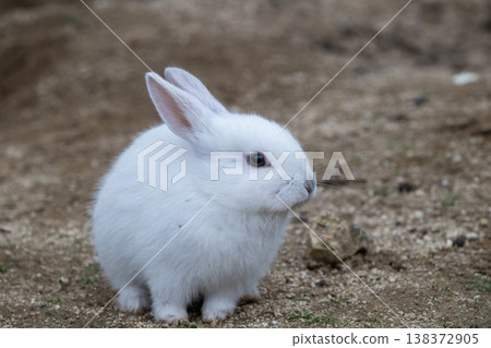 Okunoshima, a paradise for rabbits 138372905