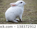 Okunoshima, a paradise for rabbits 138372912