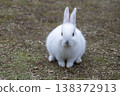Okunoshima, a paradise for rabbits 138372913