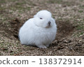 Okunoshima, a paradise for rabbits 138372914