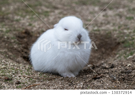 Okunoshima, a paradise for rabbits Okunoshima, a paradise for rabbits 138372914