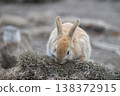 Okunoshima, a paradise for rabbits 138372915