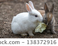 Okunoshima, a paradise for rabbits 138372916