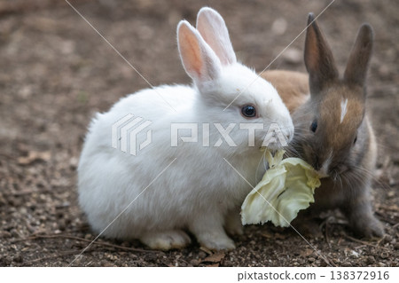 Okunoshima, a paradise for rabbits Okunoshima, a paradise for rabbits 138372916