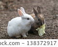 Okunoshima, a paradise for rabbits 138372917