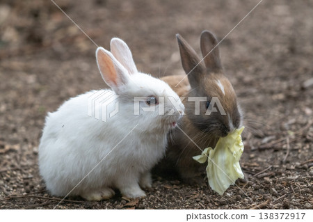 Okunoshima, a paradise for rabbits Okunoshima, a paradise for rabbits 138372917