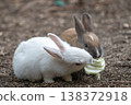 Okunoshima, a paradise for rabbits 138372918