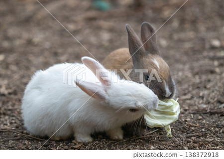 Okunoshima, a paradise for rabbits Okunoshima, a paradise for rabbits 138372918