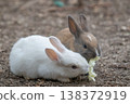 Okunoshima, a paradise for rabbits 138372919