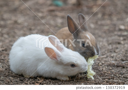 Okunoshima, a paradise for rabbits 138372919
