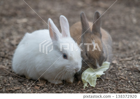Okunoshima, a paradise for rabbits Okunoshima, a paradise for rabbits 138372920