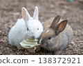 Okunoshima, a paradise for rabbits 138372921