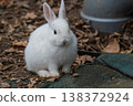 Okunoshima, a paradise for rabbits 138372924