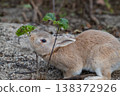 Okunoshima, a paradise for rabbits 138372926