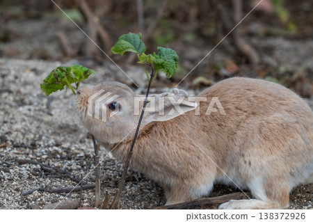 Okunoshima, a paradise for rabbits Okunoshima, a paradise for rabbits 138372926