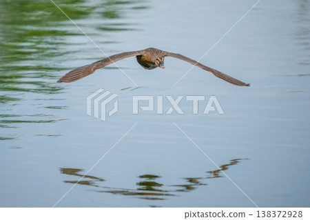A frontal shot of a mallard duck flying low over the water, capturing the dynamism of nature. A frontal shot of a mallard duck flying low over the water, capturing the dynamism of nature. 138372928