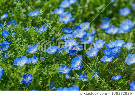 A field of nemophila flowers in full bloom: A spring scene. 138372929