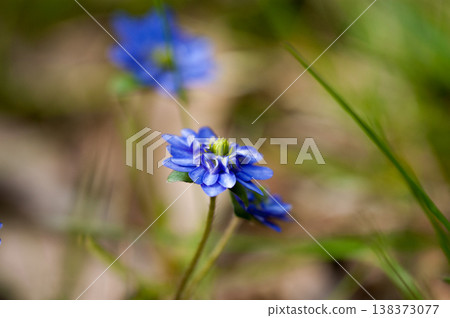 雪割草，藍色，千朵花 138373077