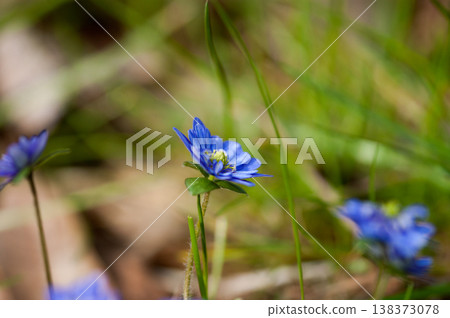 Yukiwari grass, blue, thousands of blooms Yukiwari grass, blue, thousands of blooms 138373078