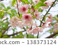 Sakura taking spring sunlight 138373124