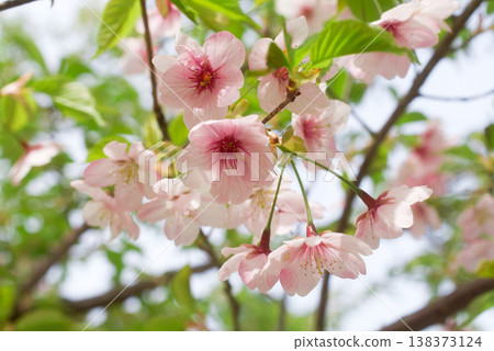 Sakura taking spring sunlight Sakura taking spring sunlight 138373124