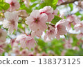 Sakura taking spring sunlight 138373125