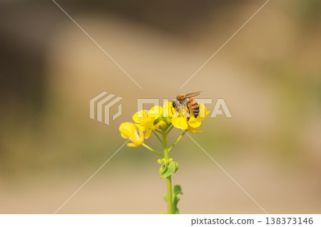 盛開的油菜花－春天的景象。 138373146
