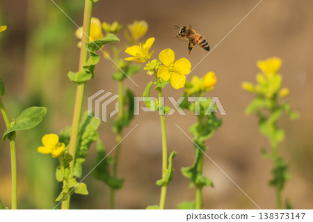 Rapeseed flowers in full bloom – an image of spring. 138373147
