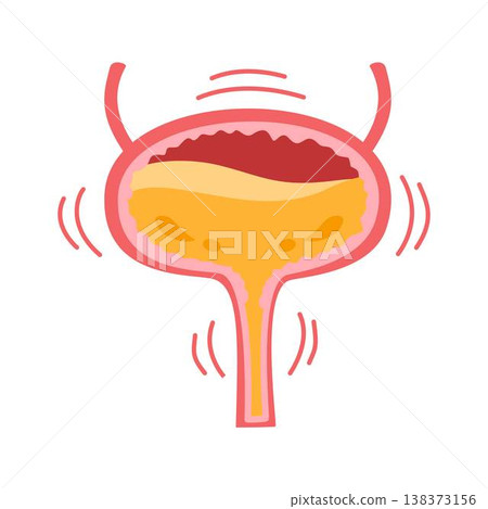 bladder incontinence urge organ anatomy illustration bladder incontinence urge organ anatomy illustration 138373156