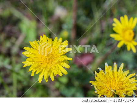 Dandelions - Yellow wildflowers that bloom in spring fields 138373170