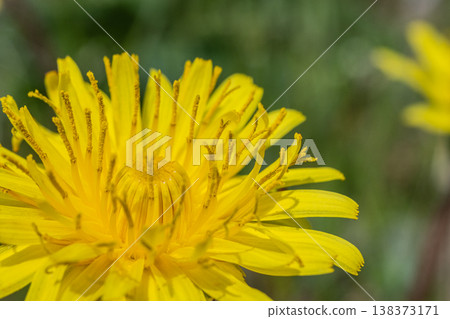 Dandelions - Yellow wildflowers that bloom in spring fields Dandelions - Yellow wildflowers that bloom in spring fields 138373171