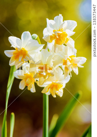Flowers around the house, various seasons. In a corner of the garden, a lovely Japanese daffodil has bloomed, heralding the arrival of spring. 138373447