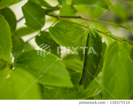 The art of camouflage: the resting place of the Great Purple Emperor butterfly larva. 138373510