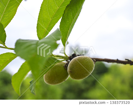 The swelling of life. Fruits of early summer growing under the sunlight. 138373520
