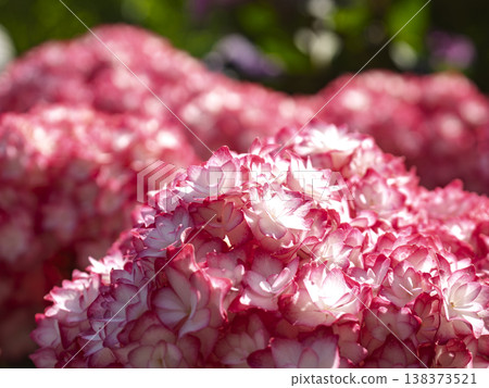 The light casts a pink outline. Hydrangeas adorn the early summer. 138373521