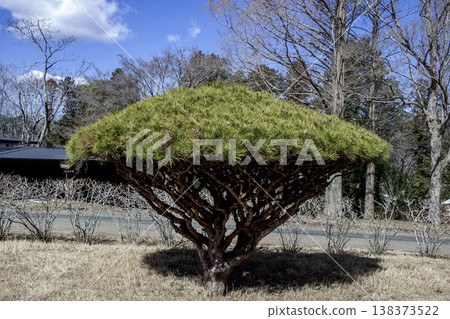 The umbrella-shaped form of the Tagyosho (multi-lined pine) is unusual and interesting. The umbrella-shaped form of the Tagyosho (multi-lined pine) is unusual and interesting. 138373522