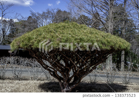 The umbrella-shaped form of the Tagyosho (multi-lined pine) is unusual and interesting. 138373523