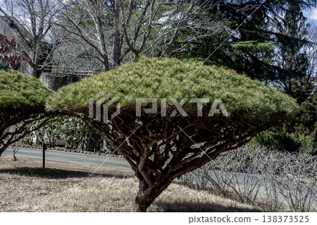 The umbrella-shaped form of the Tagyosho (multi-lined pine) is unusual and interesting. 138373525