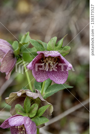 Christmas rose petals decorating a winter garden Christmas rose petals decorating a winter garden 138373527