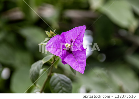紫紅色三角梅（紫茉莉科） 138373530