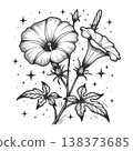 Morning Glory Flowers With Stars Botanical vector 138373685