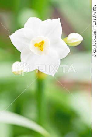 房屋周圍鮮花盛開,四季皆有景緻。花園的一角,一朵美麗的日本水仙花盛開,預示著春天的到來。 房屋周圍鮮花盛開,四季皆有景緻。花園的一角,一朵美麗的日本水仙花盛開,預示著春天的到來。 138373803