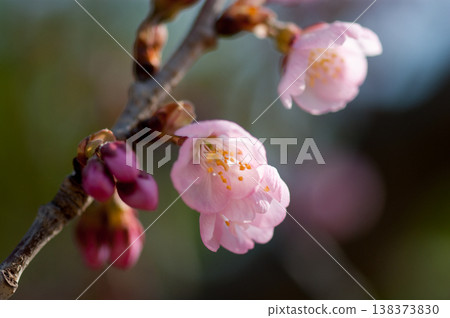 Sakura Kawazu Sakura Before the makeup blooms 138373830