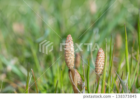 Horsetails, a type of grass that grows in spring fields. 138373845