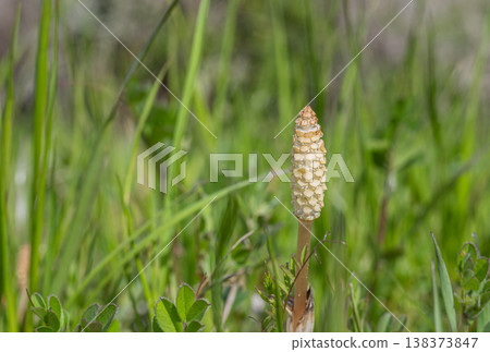 Horsetails, a type of grass that grows in spring fields. Horsetails, a type of grass that grows in spring fields. 138373847