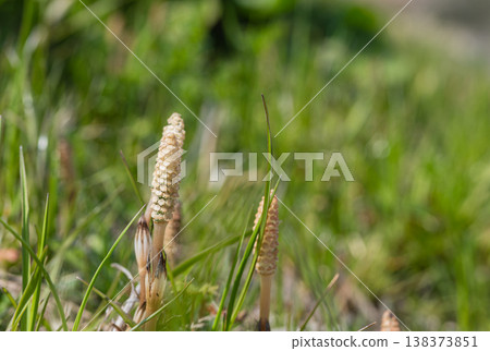 Horsetails, a type of grass that grows in spring fields. Horsetails, a type of grass that grows in spring fields. 138373851
