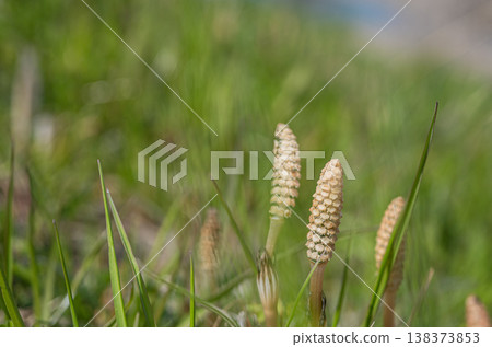 Horsetails, a type of grass that grows in spring fields. Horsetails, a type of grass that grows in spring fields. 138373853