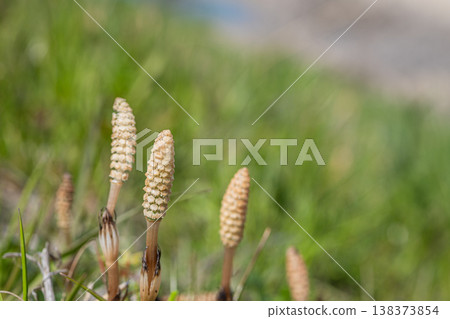 問荊,一種生長在春季田野的草。 問荊,一種生長在春季田野的草。 138373854