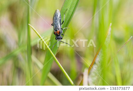 Two-spotted sawfly Two-spotted sawfly 138373877